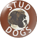 Stud Dogs available at Winuwuk Boxers